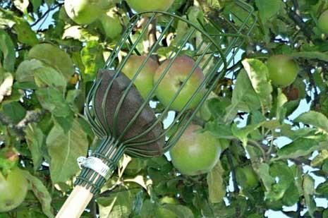 Plukking og Høsting (Picking and Harvesting)