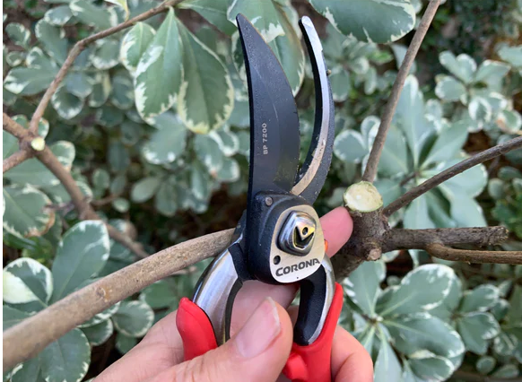 Corona Cutting tools (Hagesaks og Grensaks)