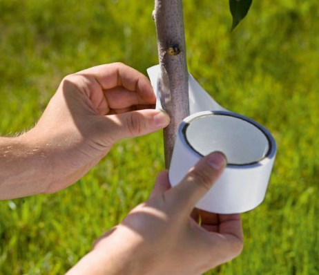 SG Limfelle mot flygende insekter -  bånd (Fly control glue band )